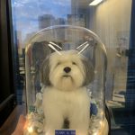 一隻手工製作的可愛動物狗狗公仔，被放置在一個發光的永生花罩中，是作為寵物紀念或生日的客製化禮物。