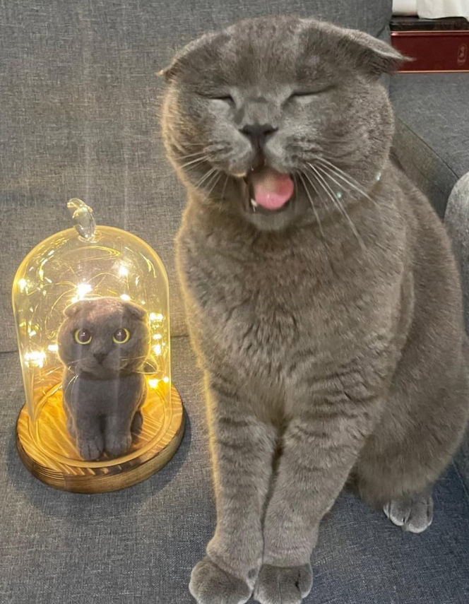 灰色沙發布面上，一隻灰色折耳貓坐立，眼睛微閉、嘴巴張開露出舌尖，呈現打呵欠或吐舌的俏皮表情。牠左側擺放木質底座玻璃罩，罩內繞著暖黃小燈串，中央是一隻與真貓相似的灰色羊毛氈毛孩公仔，圓眼金棕色、坐姿端正。真貓與公仔在同一畫面形成可愛對照，氛圍溫馨。