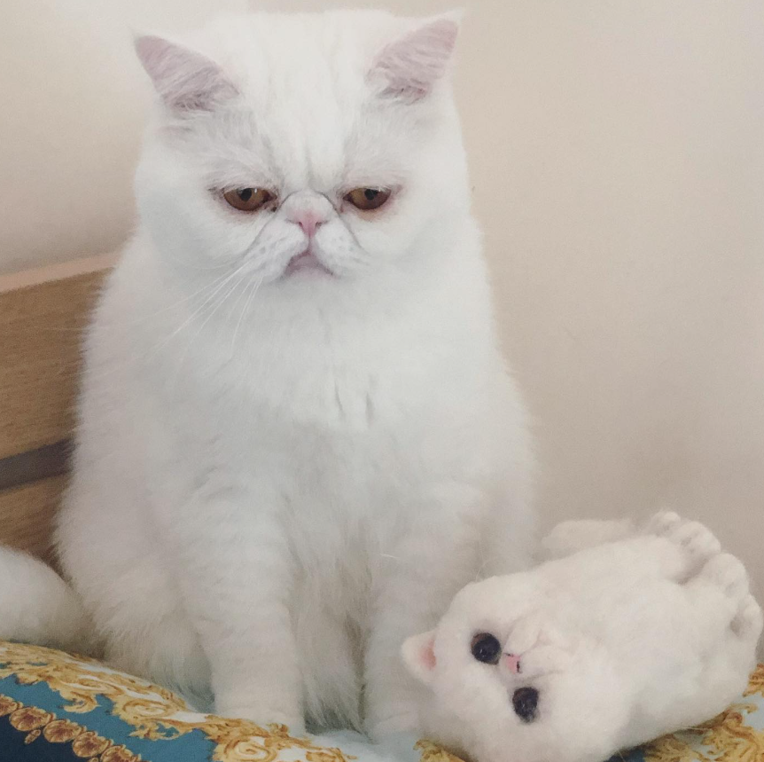一隻全身白色、扁臉短鼻的貓坐在床邊，表情嚴肅、橘棕色眼睛微垂，毛量蓬鬆。牠右側躺著一隻相似造型的白色羊毛氈毛孩公仔，四肢朝上、黑亮圓眼、粉色鼻子，呈現仿真且可愛的對比。底部可見帶有金色與藍色花紋的布面，背景為淺色牆面與木質床架。
