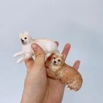 一隻手掌托著兩個犬型寵物公仔：左側為米白色公仔，立起的三角耳與尖細口吻、黑色圓眼，呈半躍前伸的動作；右側為淺棕色公仔，毛量較蓬、臉部圓潤，側躺放鬆並回頭望向鏡頭。兩款皆以細緻刻痕表現博美犬常見的蓬鬆毛感與狐系臉型。