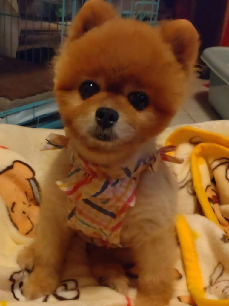 一隻啡色博美犬坐喺毛毯上，頸上戴住彩色格仔頸巾，可愛樣貌令人想訂造寵物公仔將其情感封存。