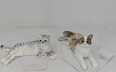 貓貓公仔 寵物公仔 pet figure
