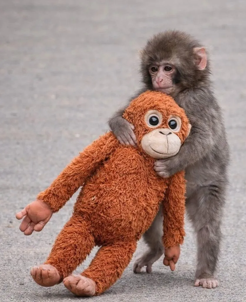 一隻日本小馬騮仔Panchi抱著一個橙色毛茸茸的猩猩公仔，展現出可愛又窩心的畫面，突顯出人像公仔專門店練成巧手的重要性。